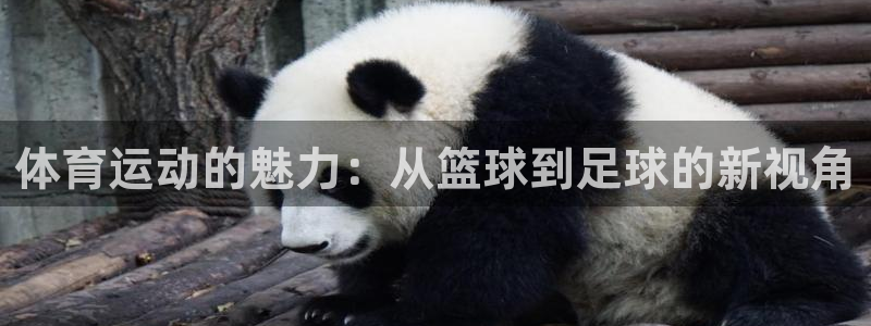 体育运动的魅力：从篮球到足球的新视角